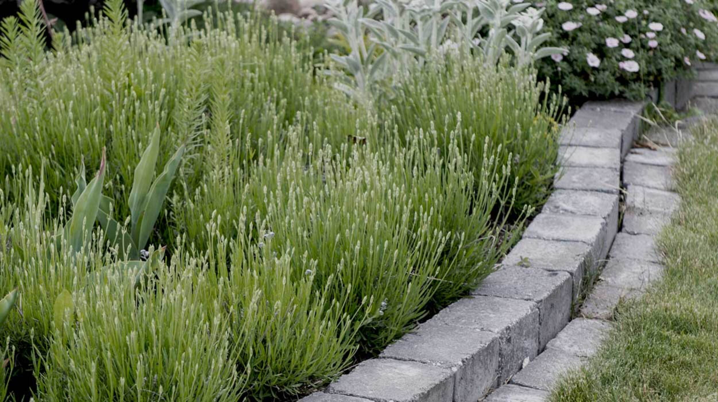 Vårkampanj_grändsten_1250x700.jpg
